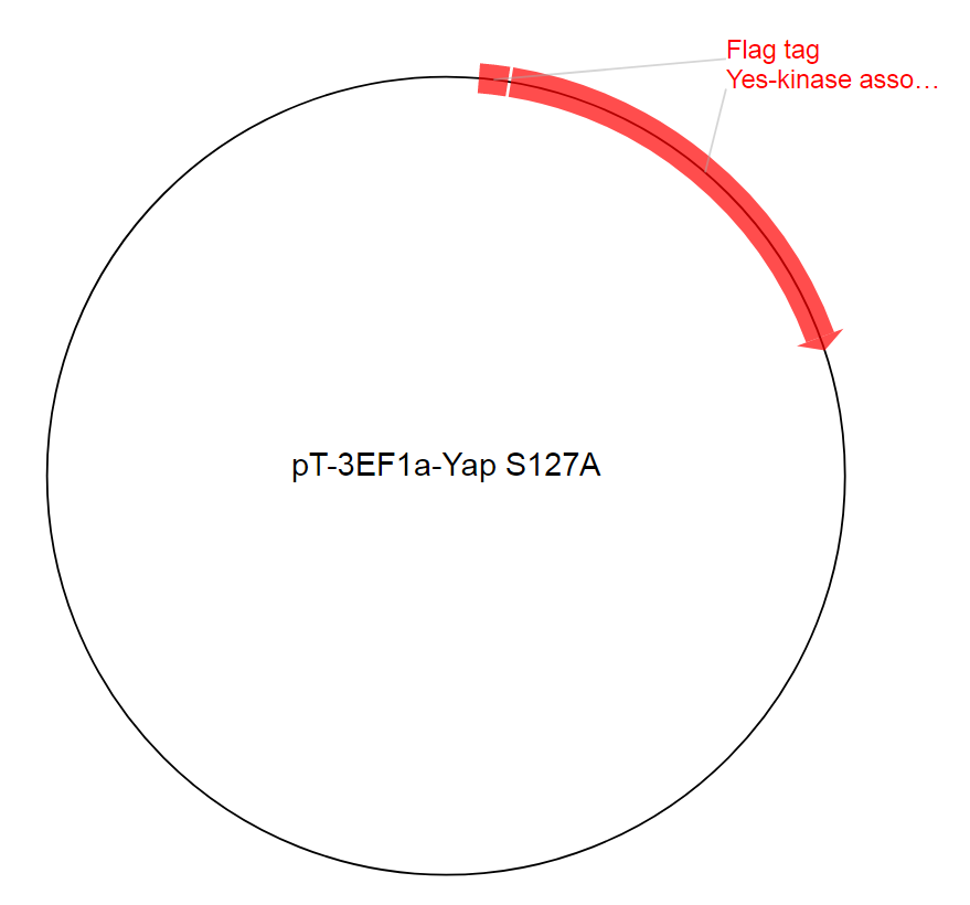 pT-3EF1a-Yap S127A质粒图谱